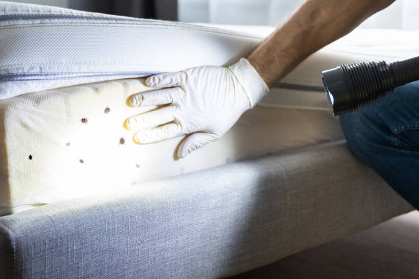 Best Ant Control Services  in Providence, UT